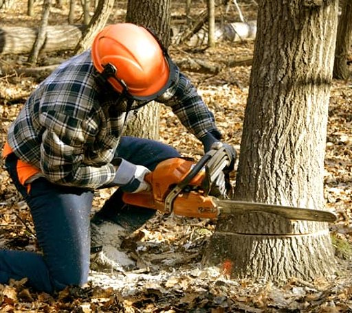 Tree Removal in Hampden, ME